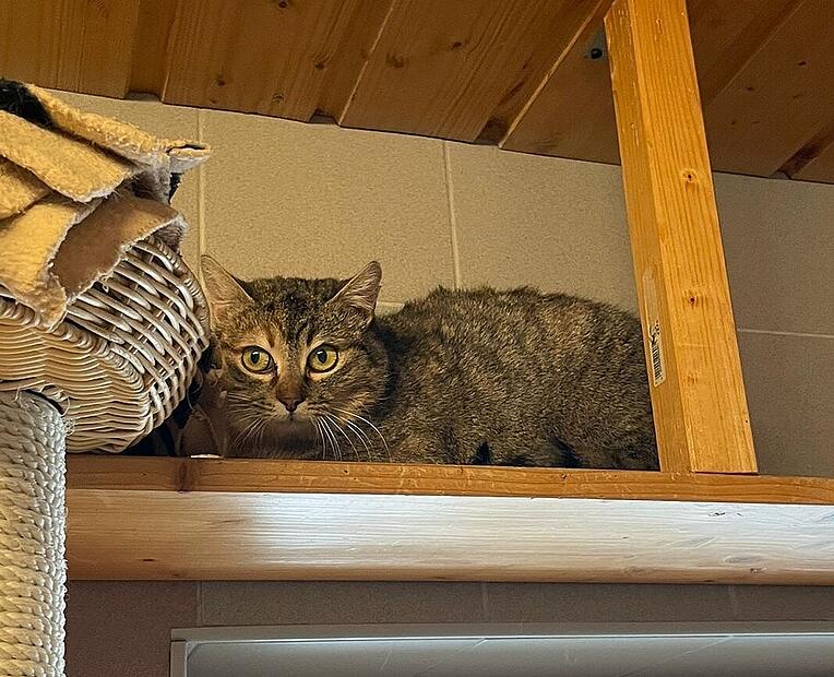 Artikel Tierheim Rilania ist eine scheue Katze, die ihre Freiheit braucht.