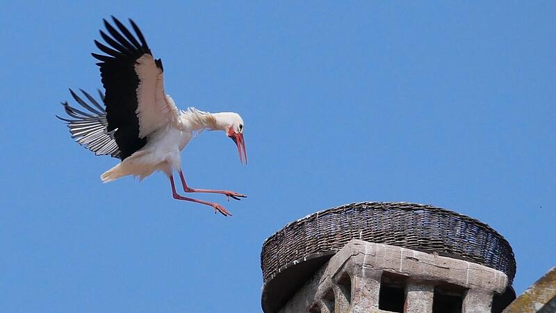 Landeanflug nach Balzflug