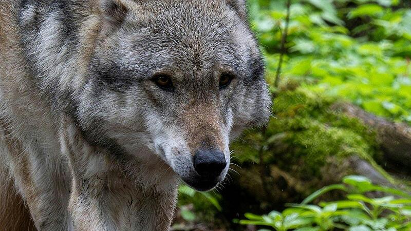 Foto Main-Post - 10668829