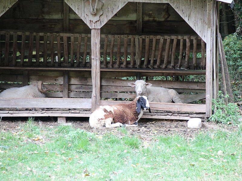 Die Schafe zusammen im Unterstand.