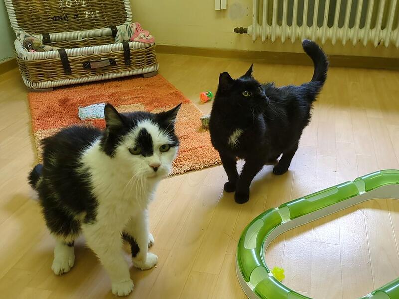 Kasimir (links) und Bärchen (rechts) sind wie ein altes Pärchen, das seit 17 Jahren zusammen lebt. Kasimir (links) und Bärchen (rechts) sind wie ein altes Pärchen, das seit 17 Jahren zusammen lebt.