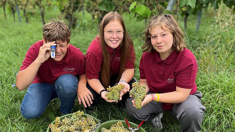 Am vergangenen Montag hat die Weinlese beim Weingut Gr&uuml;newald in Kleinochsenfurt begonnen. Mitgeholfen haben die Kinder von Winzer Frank Gr&uuml;newald (von links) Max, Ronja und Leonie Gr&uuml;newald.