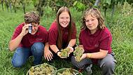 Am vergangenen Montag hat die Weinlese beim Weingut Grünewald in Kleinochsenfurt begonnen. Mitgeholfen haben die Kinder von Winzer Frank Grünewald (von links) Max, Ronja und Leonie Grünewald. Am vergangenen Montag hat die Weinlese beim Weingut Grünewald in Kleinochsenfurt begonnen. Mitgeholfen haben die Kinder von Winzer Frank Grünewald (von links) Max, Ronja und Leonie Grünewald.