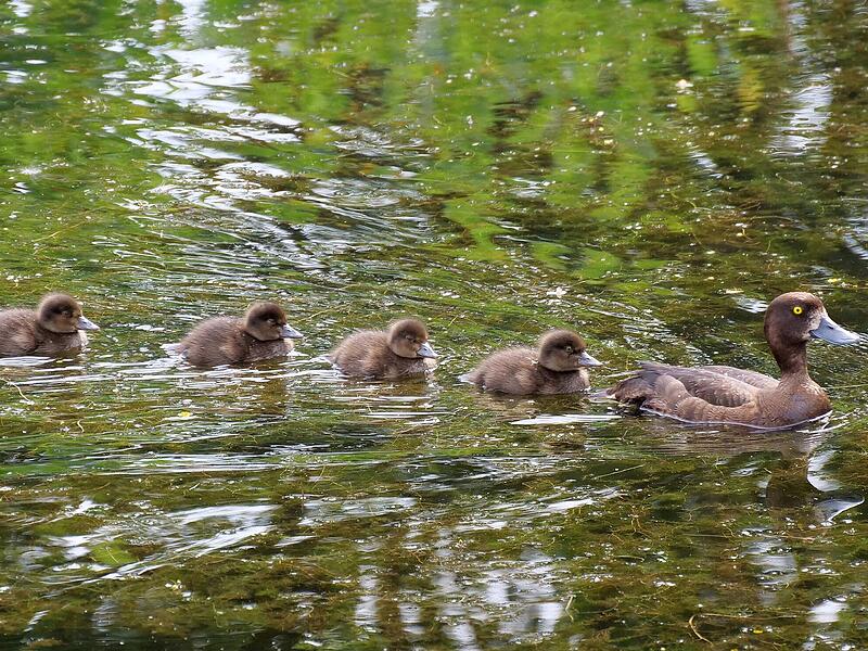 Die Mama vorneweg, der Nachwuchs hinterher: Eine junge Reiherenten-Familie lebt derzeit am Teich vor dem Coburger Landratsamt. Die Mama vorneweg, der Nachwuchs hinterher: Eine junge Reiherenten-Familie lebt derzeit am Teich vor dem Coburger Landratsamt.