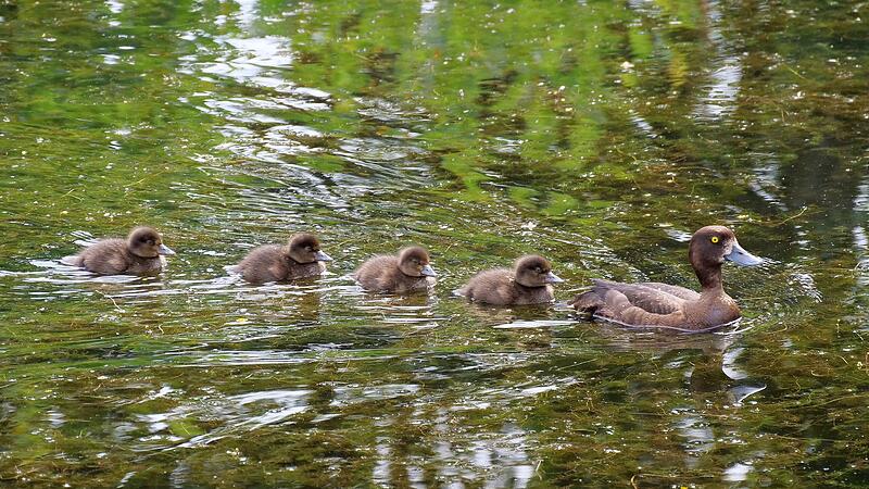 Die Mama vorneweg, der Nachwuchs hinterher: Eine junge Reiherenten-Familie lebt derzeit am Teich vor dem Coburger Landratsamt.