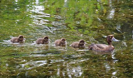 Die Mama vorneweg, der Nachwuchs hinterher: Eine junge Reiherenten-Familie lebt derzeit am Teich vor dem Coburger Landratsamt.