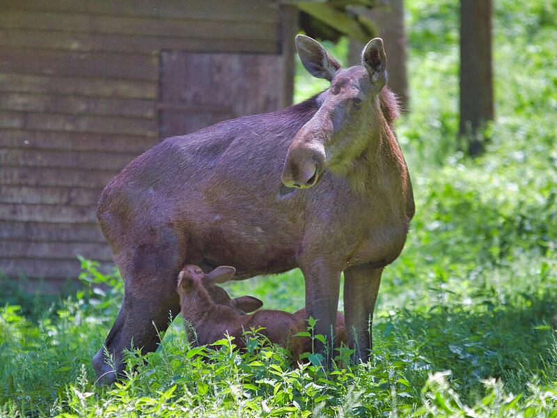 Mama Lotta und Papa Lasse (nicht im Bild) haben in Hundshaupten bereits acht Tiere gezeugt. 2021 sind die Elch-Zwillinge leider verstorben.Forchheim & Fr&auml;nkische Schweiz