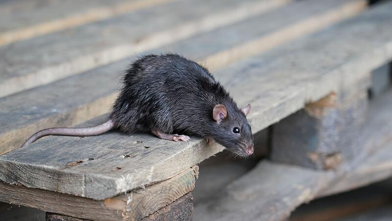 wilde braune Ratte, Rattus norvegicus, sitzt auf einer Holzpalette