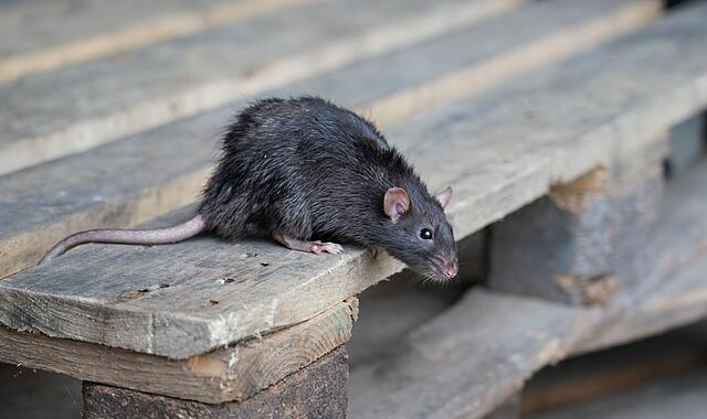 wilde braune Ratte, Rattus norvegicus, sitzt auf einer Holzpalette