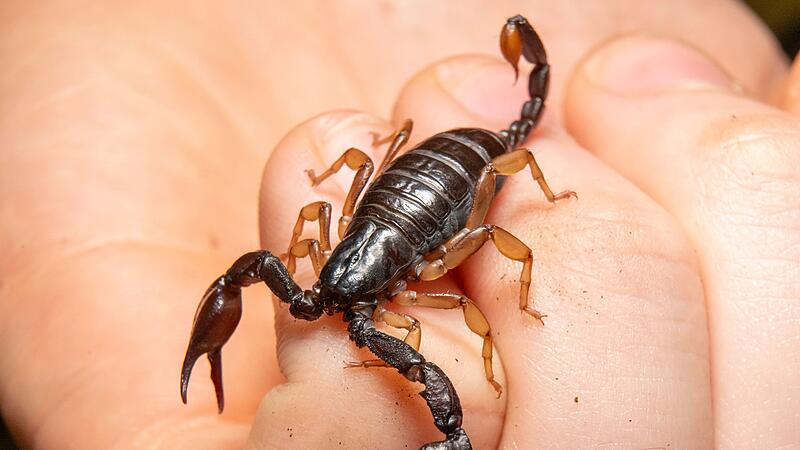 Europäischer Skorpion Europäischer Skorpion