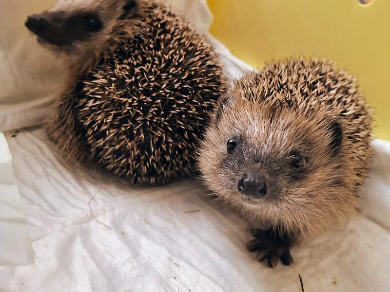 Zusammen mit seinem Bruder ist dieser Igel in einen Fensterschacht gefallen und konnte zum Glück gerettet werden.