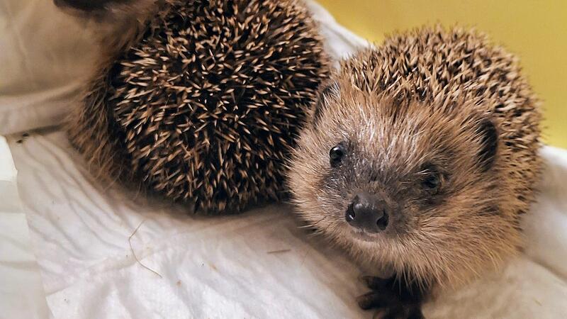 Bambergs Igel in Gefahr: So werden B&uuml;rger zu Rettern