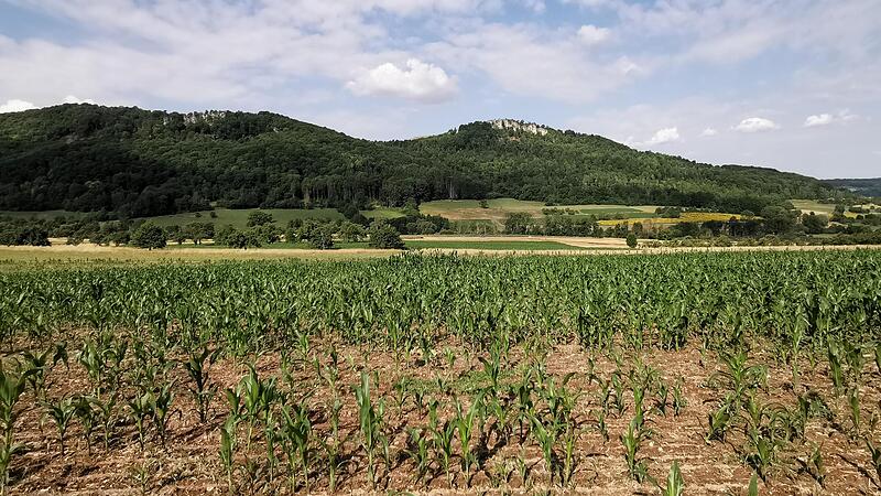 Um den exakten Mittelpunkt des Landkreises zu erreichen, m&uuml;sste man an dieser Stelle noch etwa zwei Schritte ins Maisfeld treten.Forchheim & Fr&auml;nkische Schweiz