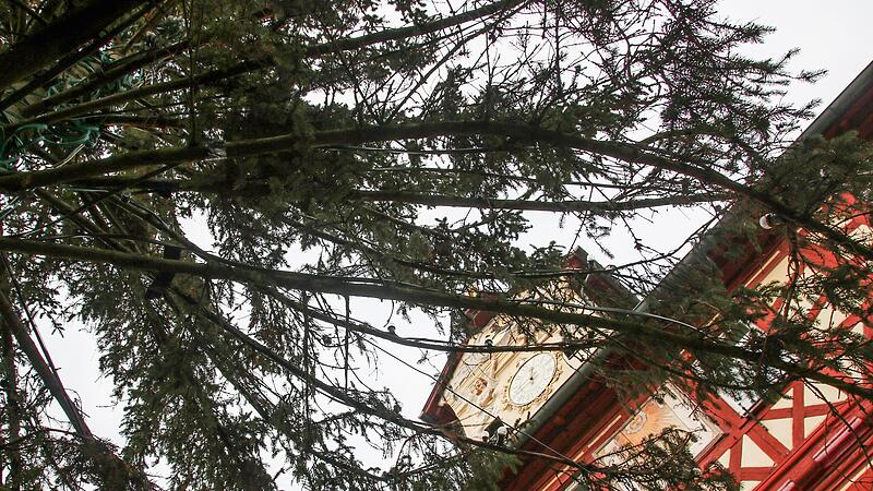 .Blick vom Marktplatz durch das lichte Ge&auml;st der Weihnachtsfichte aufs Rathaus.