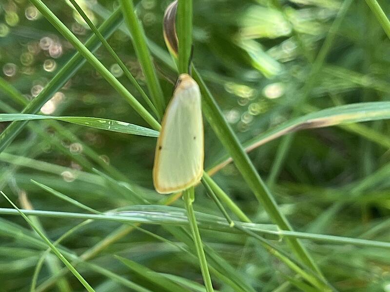 Elfenbein-Flechtenbärchen (Cybosia mesomella).