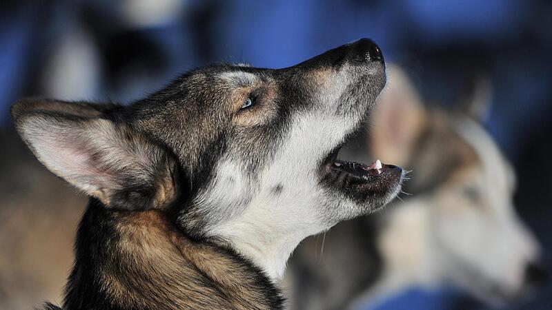 Der Husky  des Angeklagten hat einen starken Jagdtrieb und rei&szlig;t immer wieder Rehkitze oder andere Tiere.