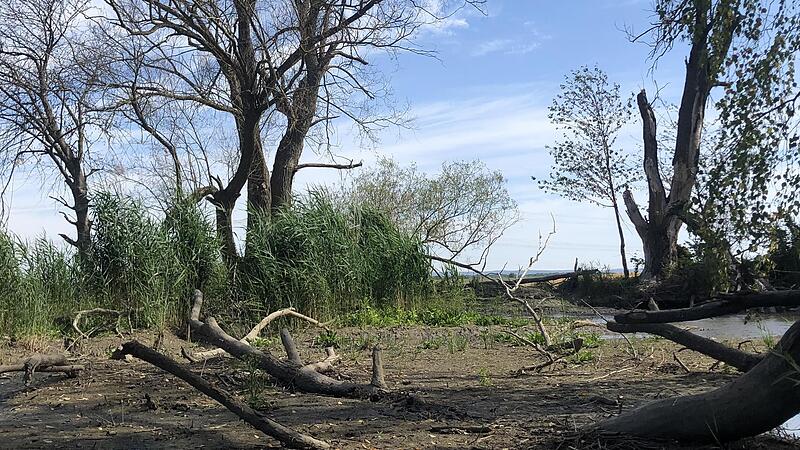 Sommer 2023: Wassermangel lässt den Gebrünnsee bei Westheim austrocknen.
