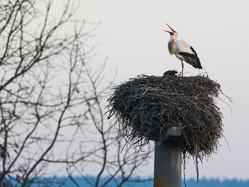 St&ouml;rche Baiersdorf bei Morgend&auml;mmerung im Februar