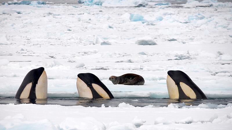 Drei Schwertwale begutachten eine Weddellrobbe auf einer Eisscholle in der Antarktis. Durch den koordinierten Einsatz ihrer Schwanzflossen können sie ihre Beute von einer Eisscholle ins Wasser stoßen.