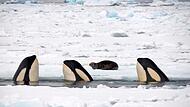 Drei Schwertwale begutachten eine Weddellrobbe auf einer Eisscholle in der Antarktis. Durch den koordinierten Einsatz ihrer Schwanzflossen können sie ihre Beute von einer Eisscholle ins Wasser stoßen.