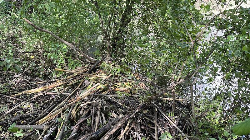 Flei&szlig;ig ist er, der Biber &ndash; doch das ist nicht immer willkommen. Die Biberburg am Fuchsst&auml;dter Biotop zeigt, was der pelzige Baumeister vermag.