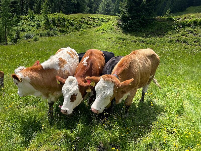 Faszination Berge: So sch&ouml;n ist es auf der Klingelbergalm M&uuml;hlbach