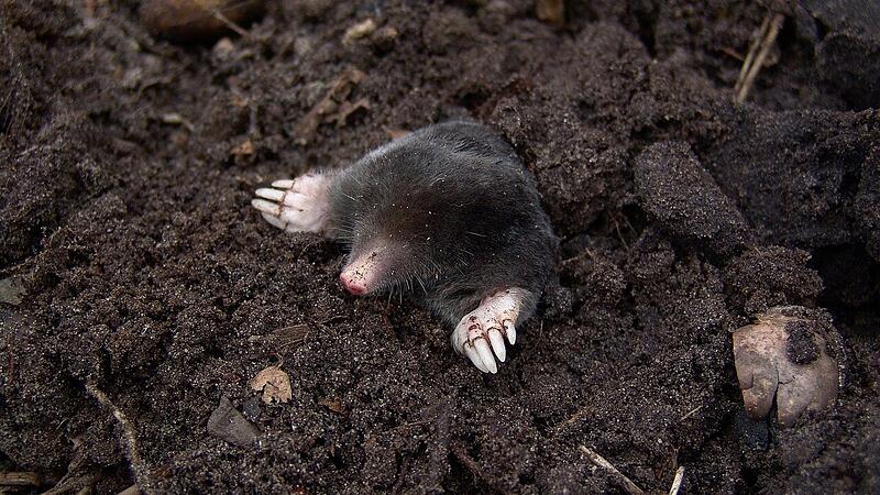 Nicht alle Tiere halten einen Winterschlaf