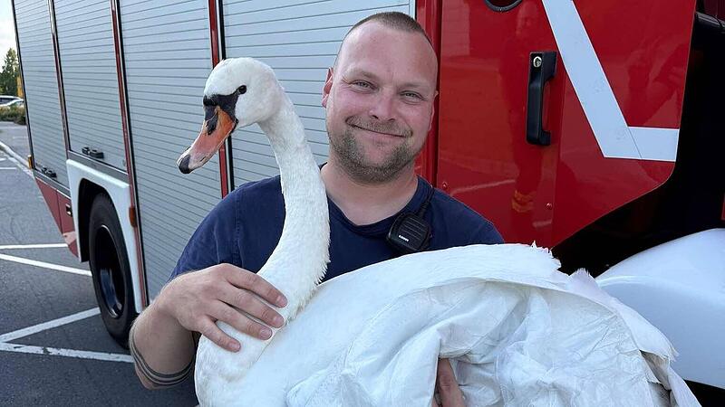 Coburg: Feuerwehr rückt zu ungewöhnlicher Tierrettung aus Coburg: Feuerwehr rückt zu ungewöhnlicher Tierrettung aus