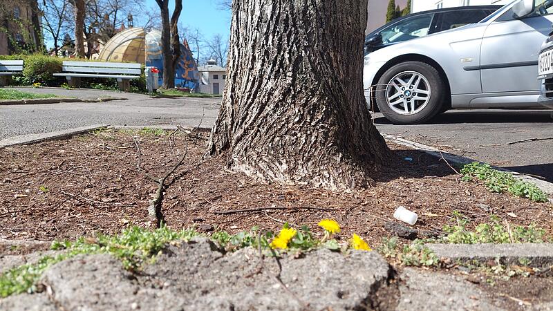 Keine Blumen in Bamberg Markusplatz
