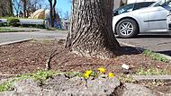 Keine Blumen in Bamberg Markusplatz