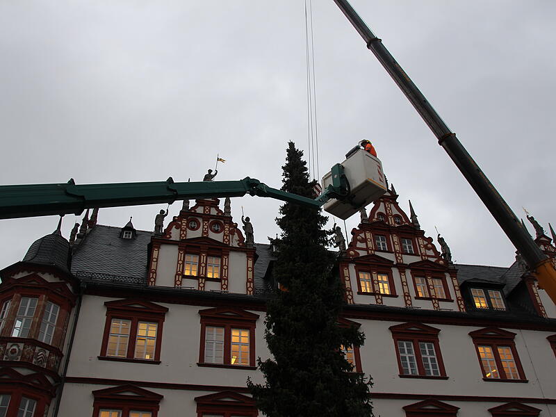 Der Coburger Weihnachtsbaum 2023 ist da