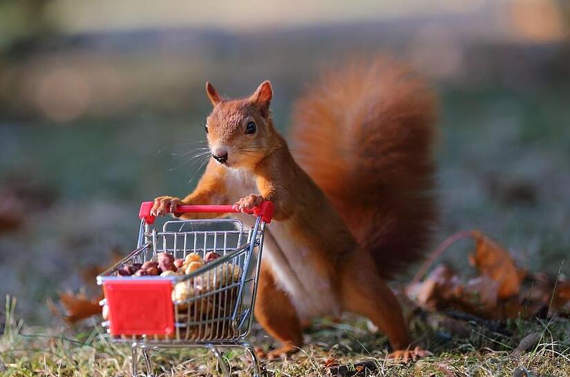 Beim Nüssekauf. Beim Nüssekauf.