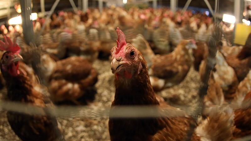 H&uuml;hner im Stall