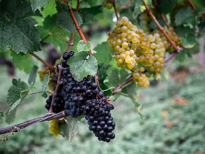 Fränkische Weinlese