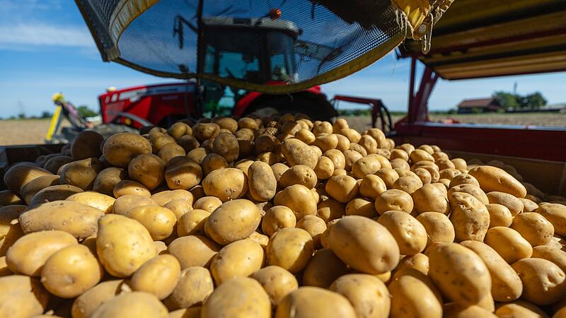 Kartoffelernte Kartoffelernte