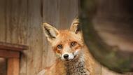 Der Fuchs aus der Schliefanlage könnte bald in Freiheit sein.