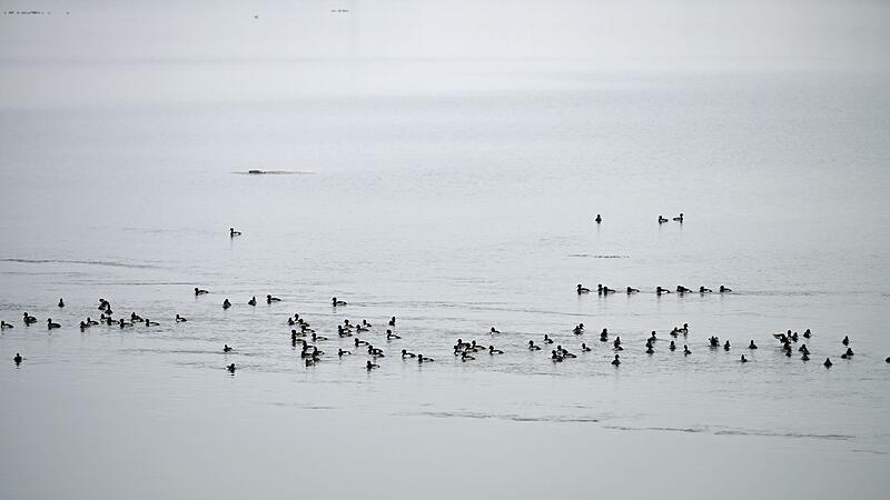 Wegsperre für Spaziergänger nach Vogelgrippe-Verdacht