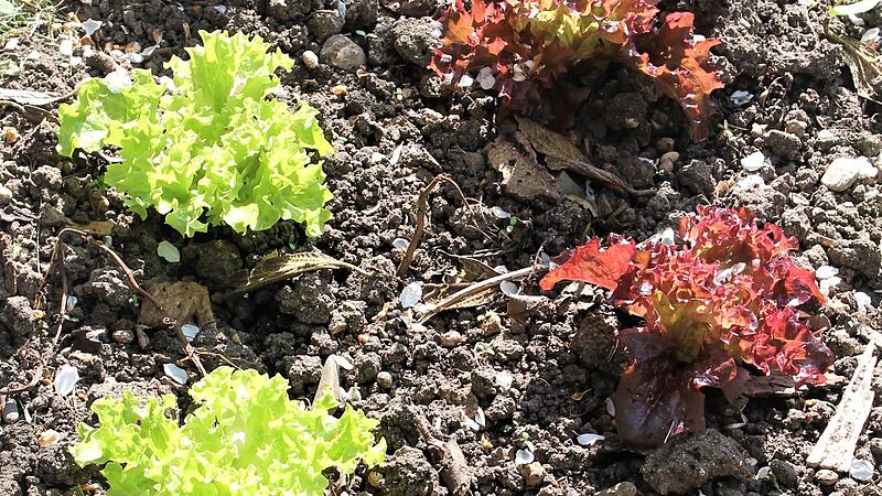 Das regnerische und k&uuml;hle Wetter tat dem Pfl&uuml;cksalat sichtlich gut.