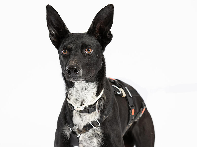 Lucy ist ein europ&auml;ischer Schlittenhund und sucht ein neues Zuhause.