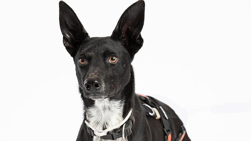 Lucy ist ein europäischer Schlittenhund und sucht ein neues Zuhause. Lucy ist ein europäischer Schlittenhund und sucht ein neues Zuhause.