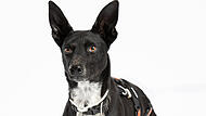 Lucy ist ein europ&auml;ischer Schlittenhund und sucht ein neues Zuhause.