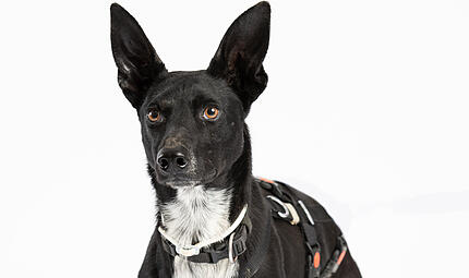 Lucy ist ein europäischer Schlittenhund und sucht ein neues Zuhause. Lucy ist ein europäischer Schlittenhund und sucht ein neues Zuhause.