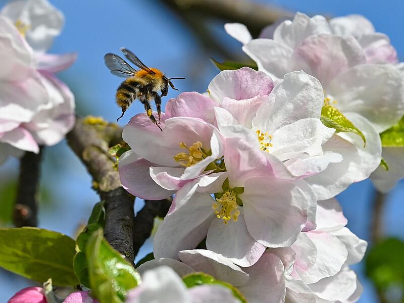 Wildbienen