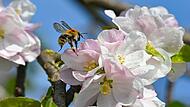 Wildbienen