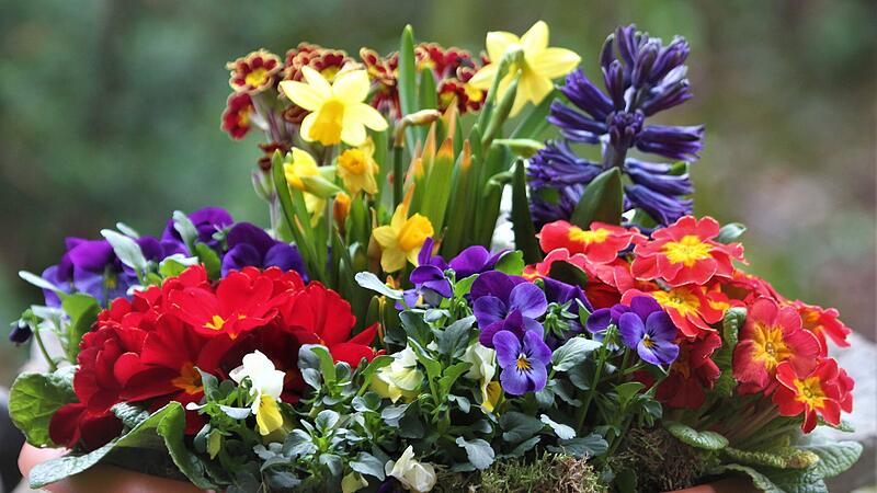 Eine Schale mit Frühblühern im Garten