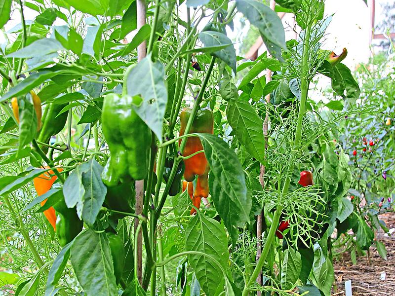 Reiche Chili- und Paprika-Ernte im Kulmbacher Ortsteil Burghaig.Dagmar Besand
