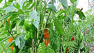 Reiche Chili- und Paprika-Ernte im Kulmbacher Ortsteil Burghaig.Dagmar Besand