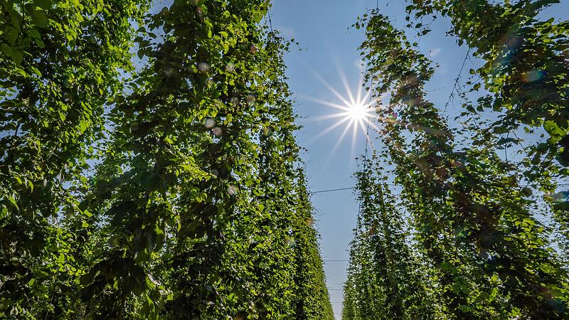 Hopfenanbau in Bayern
