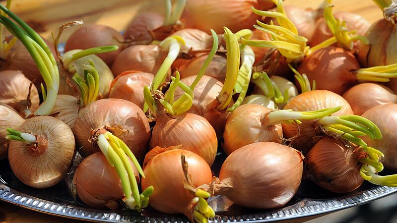 Zwiebeln enthalten heilsame &auml;therische &Ouml;le.