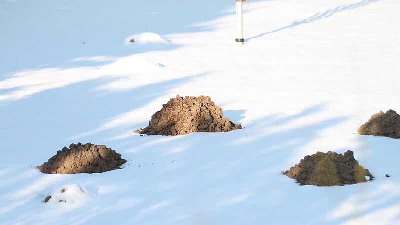 Maulwurfh&uuml;gel sind im Schnee besonders gut sichtbar.
